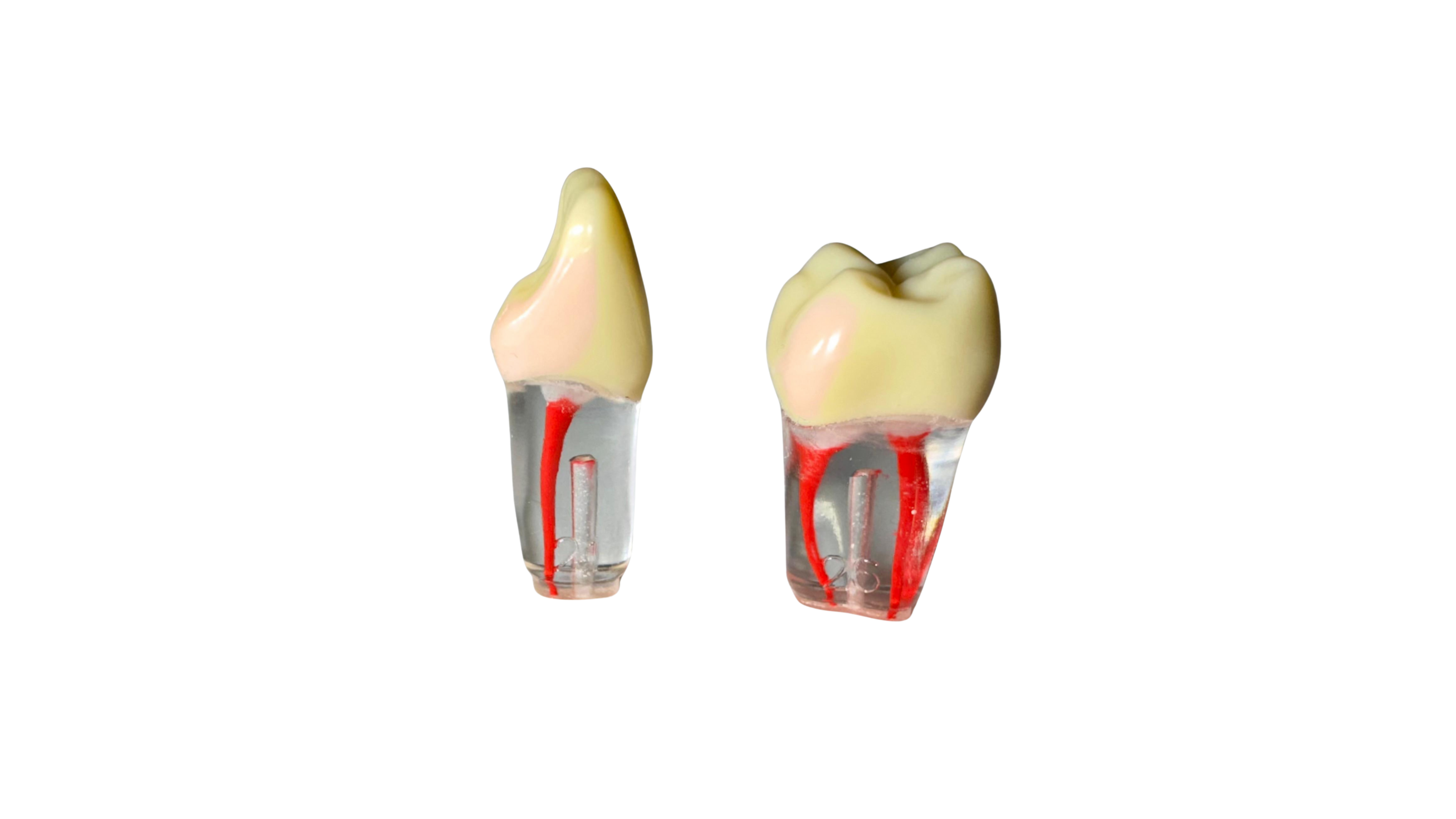 Frasaco Endo Teeth (#21 & #26)
